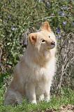 CHIEN FINNOIS DE LAPONIE 399